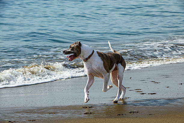 istock Brown and White Dog Playing on Ocean Beach 2237588195