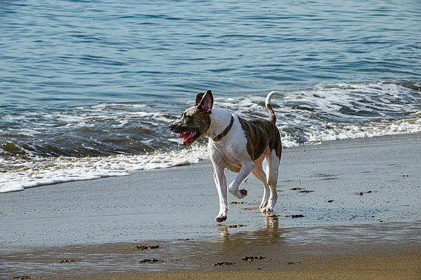 Brown and white male dog playing on ocean beach.Taken in Santa Cruz, California, USA