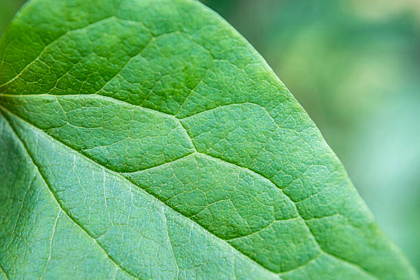Macro view of a green leaf showing detailed vein patterns and surface texture, captured in soft natural light. The organic symmetry and cellular structure reflect the botanical complexity of European forest vegetation. Suitable as a nature background or ecological texture for themes of sustainability, plant biology, and environmental design.
