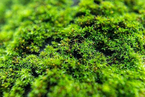 istock Close-Up of Moss Growing on Tree Trunk in Forest Light 2237592404