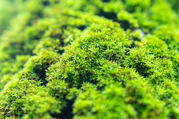 istock Close-Up of Moss Growing on Tree Trunk in Forest Light 2237592451