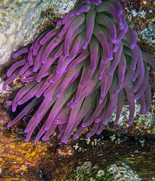 istock Sea anemones underwater  Bonaire 2237592759