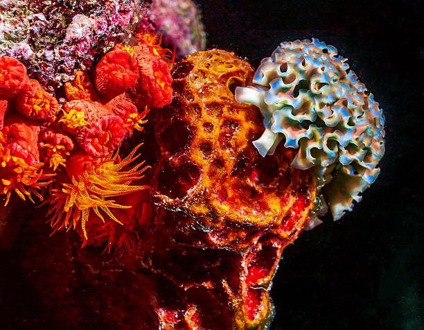 istock Elysia crispata, lettuce sea slug 2237592761
