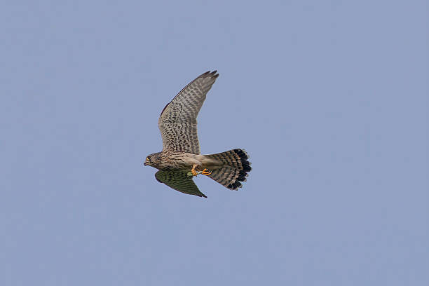 istock Common Kestrel in flying in blue sky background. 2237592860