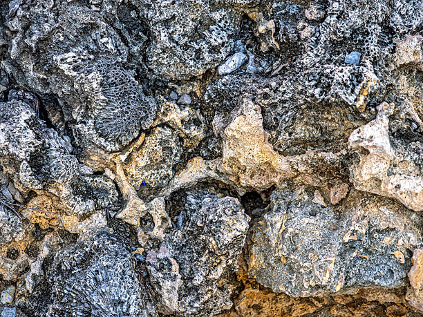 istock Old fossil remains of ancient sea creatures 2237592871
