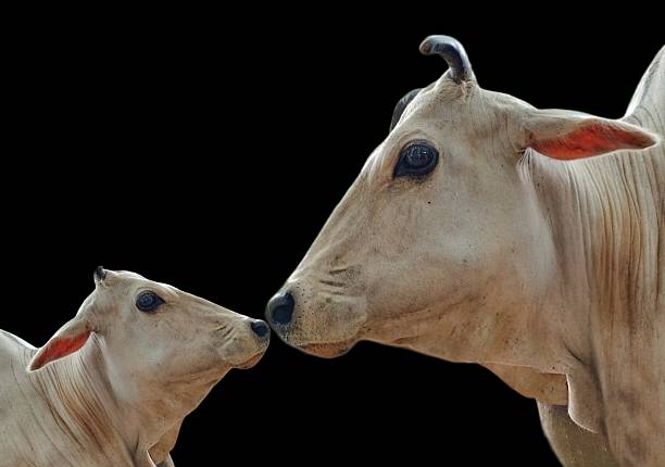 holstein cattle