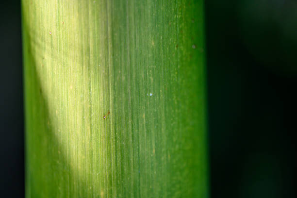 Description: Green bamboo stem close up and tropical texture background