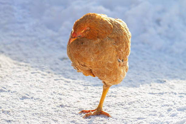A chicken on one leg sleeps standing in the snow , Christmas, holidays