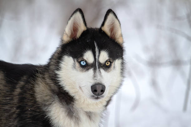 istock portrait of a multi-colored husky in the snow 2237597180