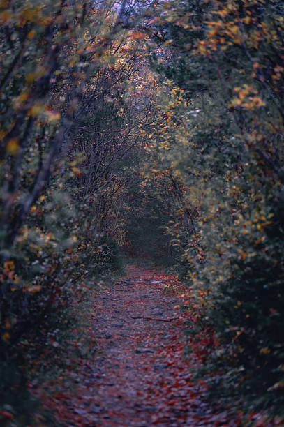 istock Narrow autumn pathway in Halltal forest 2237598613