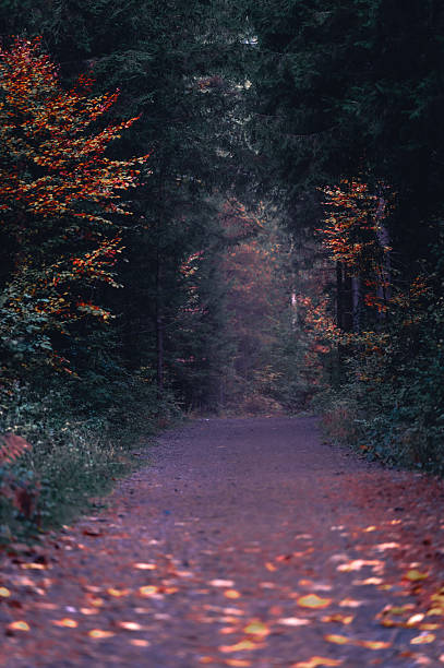 A quiet path winds through the forest in Halltal, Austria, surrounded by dense evergreens and autumn foliage. The ground is scattered with fallen leaves, creating a colorful carpet beneath the trees. Soft light filters through the branches, giving the scene a calm and atmospheric feeling. Halltal, located in Tyrol’s Karwendel mountains, is a popular destination for hikers and nature lovers seeking tranquil alpine landscapes.