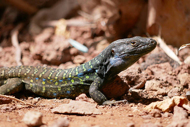 istock Colorful Lizard on the Ground 2237598833