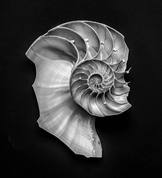 istock Nautilus shell profile art in black and white 2237600395