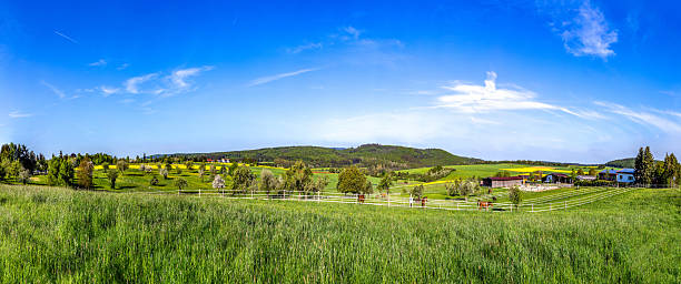 A medium format photo showcasing Danish rural scenery featuring fields of vibrant green grass and a deciduous forest with budding spring leaves, including Prunus avium in bloom. The photo is very sharp and detailed and taken with a Medium Format 100 MP camera using an original MF lens.