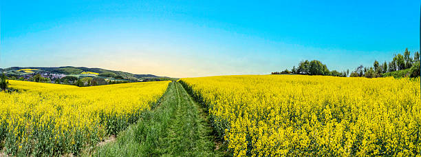 Spring countryside of yellow rapeseed fields in bloom near Usingen