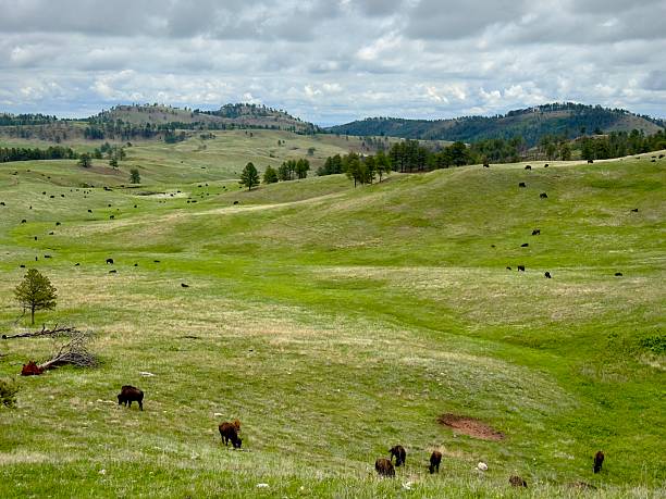 istock Buffalo grazing on hills 2237601429