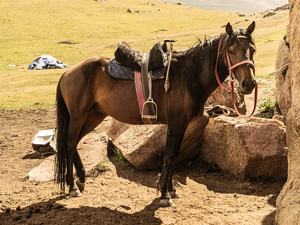 istock Sadden horse standing in mountain meadow 2237603211