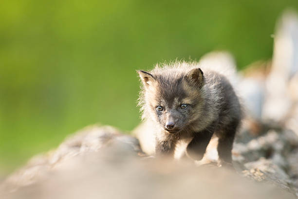 istock Young red fox cub (Vulpes vulpes) exploring its natural habitat on fallen logs. A small red fox cub is cautiously navigating through its forest environment, Czech republic 2237603431