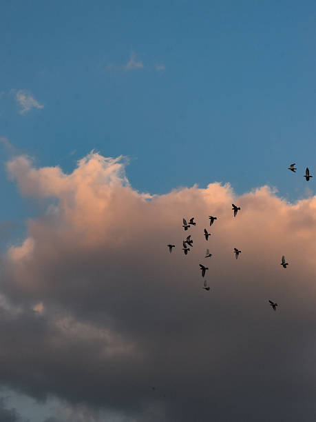 istock birds in the sky, cairo, egypt 2237604456