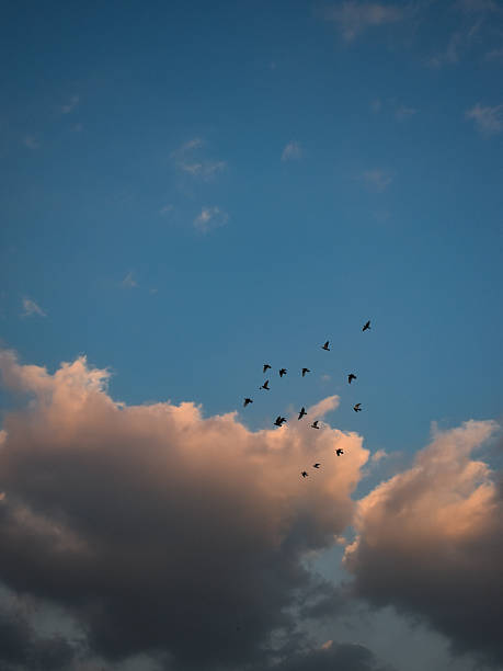 istock birds in the sky, cairo, egypt 2237604458
