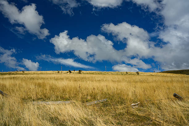 Landscape with golden meadow and bright blue sky with clouds in Durmitor National Park, Montenegro. Scenic natural view of summer hills and mountains.
