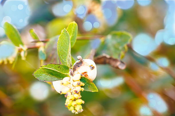Close-up of a fly feeding on a rotting fruit of a snowberry (Symphoricarpos). The fly is in a precarious position, as a spider web is located directly behind it. The background features a beautiful bokeh effect of the sky.