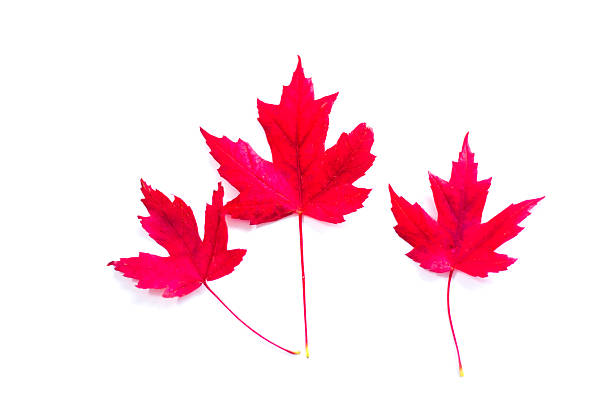 Pretty Red Autumn Leaves (3 Maple) on White Background