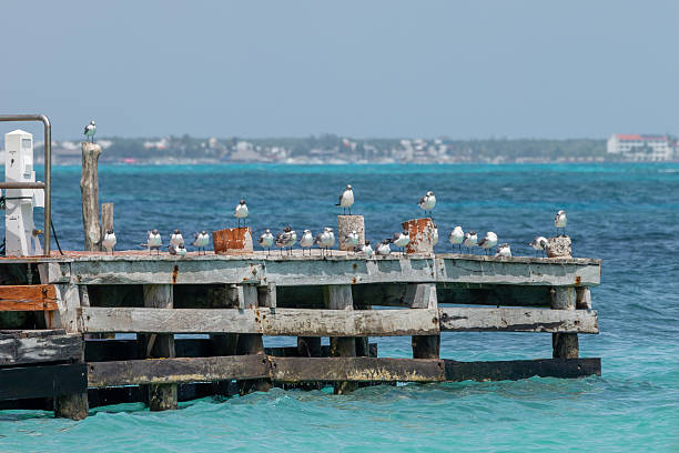 Seagulls resting on a wooden pier in the Caribbean