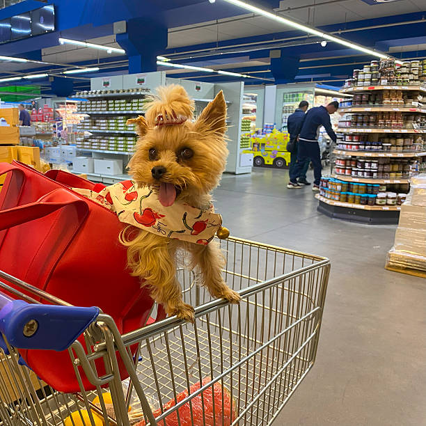istock Yorkshire Terrier with playful expression sits in red handbag in shopping trolley surrounded by colorful products and shelves, demonstrating busy shopping process in supermarket 2237612814