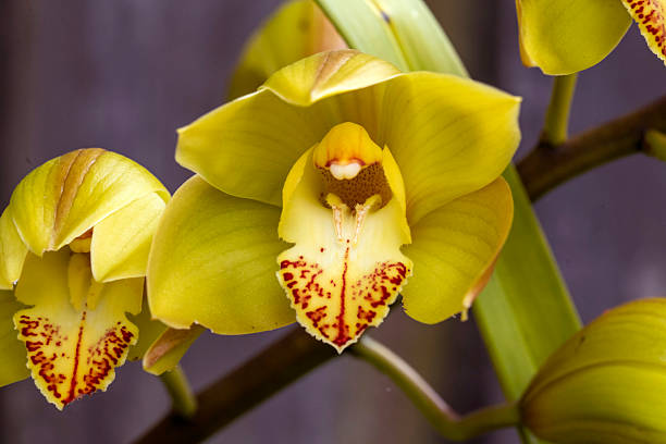 istock A stunning cluster of golden Cymbidium orchids 2237613579