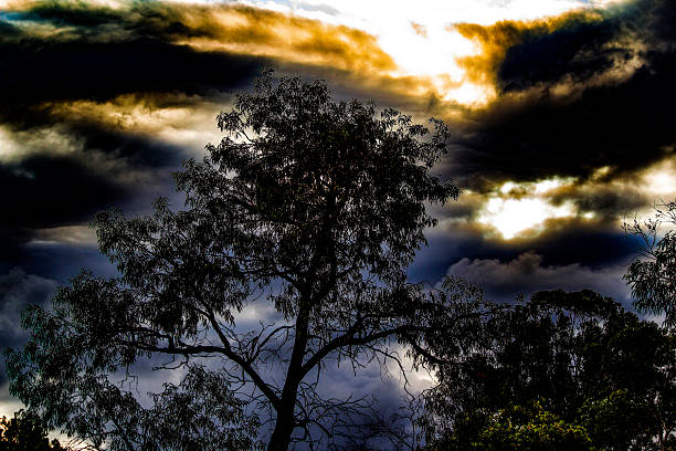 A silhouetted tree stands tall against a backdrop of dramatic, stormy clouds with hints of a golden sunset in Sydney, NSW, Australia. (Photo by Tara Chand Malhotra)