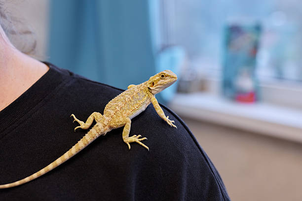 istock A Bearded Dragon perched on a shoulder, highlighting its unique features and vibrant colors 2237619327