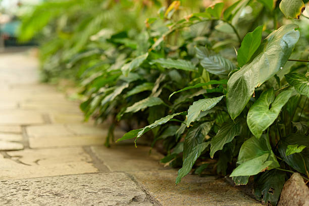 Vibrant and lush greenery beautifully lines a charming stone pathway, creating a wonderfully serene indoor atmosphere