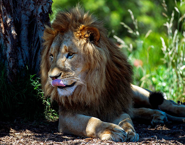 Male African Lion (Panthera Leo) resting at Sydney Zoo in Sydney, NSW, Australia. (Photo by Tara Chand Malhotra)