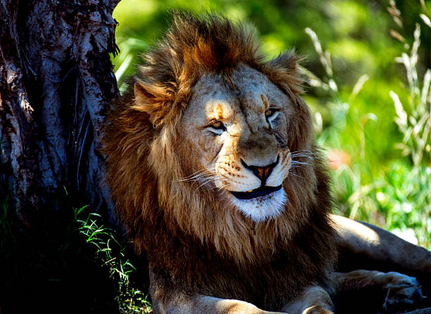 istock Male African Lion (Panthera Leo) 2237620182