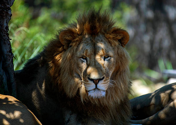 istock Male African Lion (Panthera Leo) 2237620201