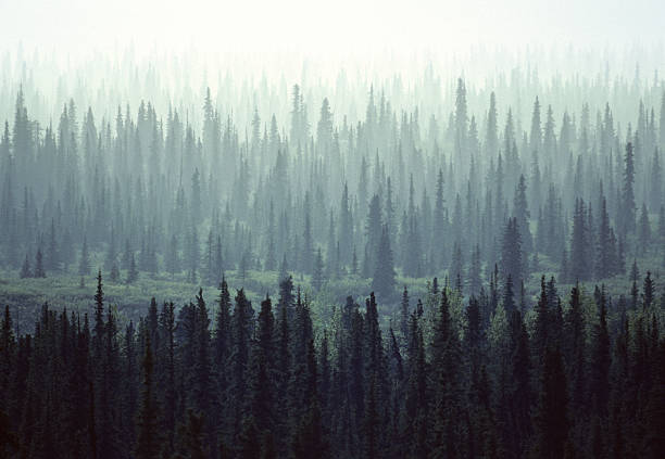 istock A forest of arctic conifer trees in Alaska 2237621432