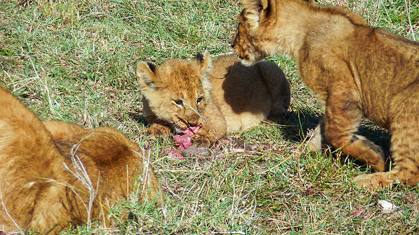 istock lions in Masai Mara National Park 2237621975