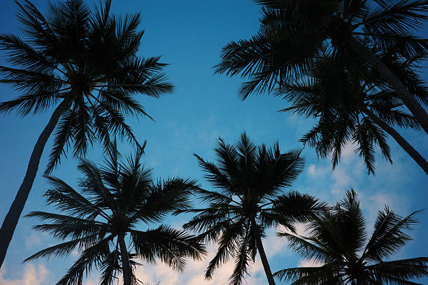 A low-angle shot looking up at the towering trunks and fanned fronds of several tropical palm trees silhouetted against a vast, clear blue sky. The perspective emphasizes the height and graceful curve of the palms, creating a distinct, natural frame around the vivid blue background. The bright sunlight catches the edges of the dark green leaves, highlighting the textures and conveying a strong sense of warm weather and a tropical vacation atmosphere. This image is ideal for themes of travel, summer holidays, relaxation, or exotic destinations.