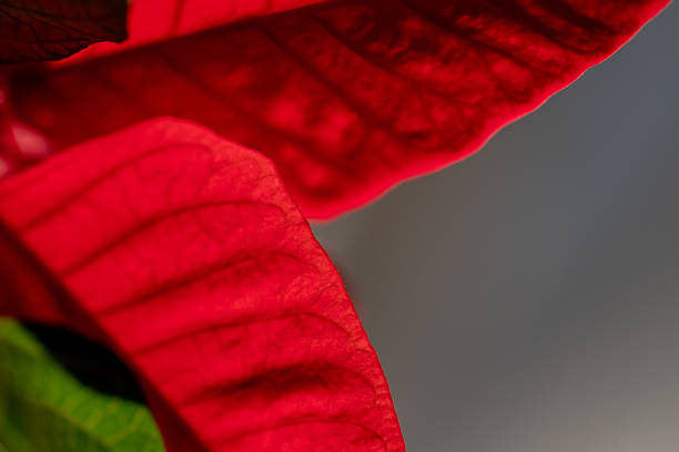 istock Red leaf poinsettia in December 2237626450