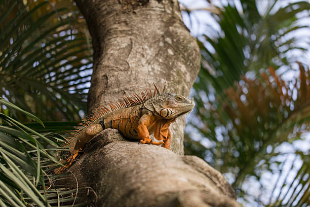 istock Large Orange Iguana Resting in a Tree in West Palm Beach, Florida, Surrounded by Palm Trees in the Background, in the Fall of 2025 2237627108