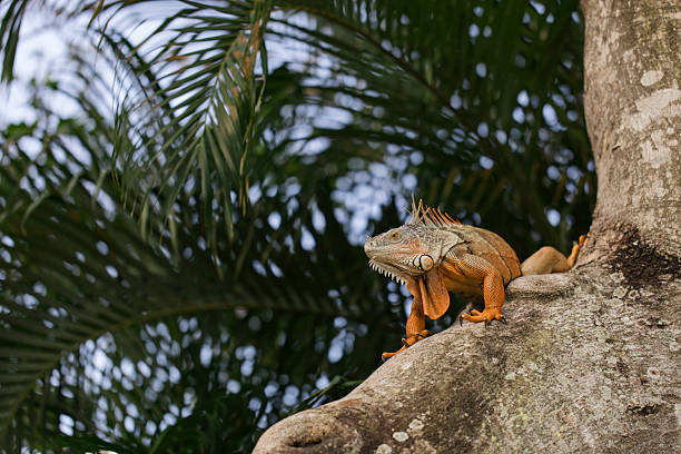istock Large Orange Iguana Resting in a Tree in West Palm Beach, Florida, Surrounded by Palm Trees in the Background, in the Fall of 2025 2237627113