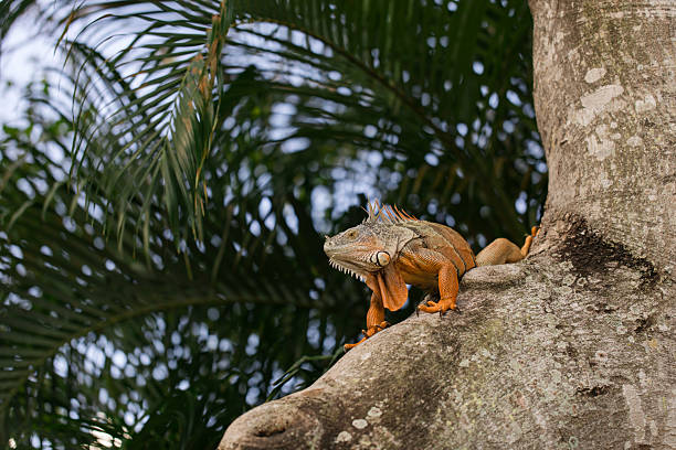 Large Orange Iguana Resting in a Tree in West Palm Beach, Florida, Surrounded by Palm Trees in the Background, in the Fall of 2025