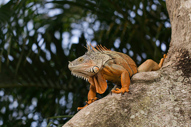 Large Orange Iguana Resting in a Tree in West Palm Beach, Florida, Surrounded by Palm Trees in the Background, in the Fall of 2025