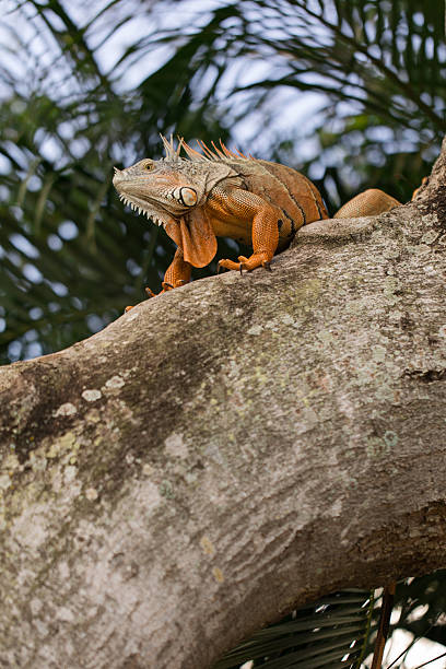 istock Large Orange Iguana Resting in a Tree in West Palm Beach, Florida, Surrounded by Palm Trees in the Background, in the Fall of 2025 2237627119