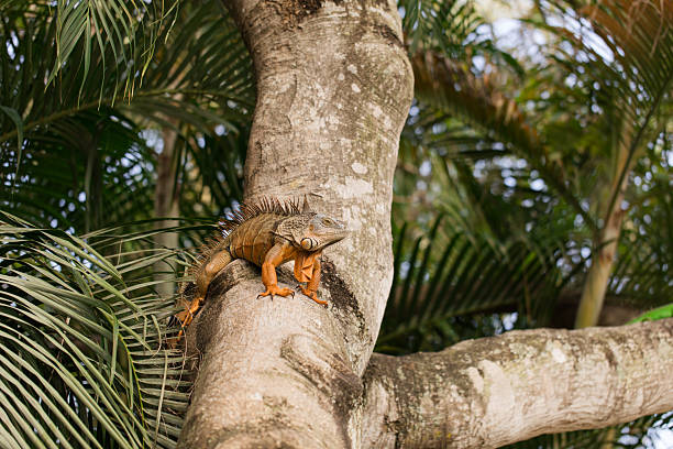 Large Orange Iguana Resting in a Tree in West Palm Beach, Florida, Surrounded by Palm Trees in the Background, in the Fall of 2025