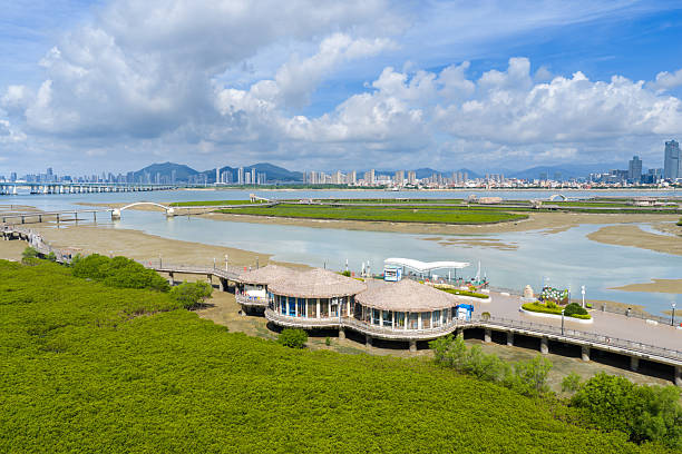 istock Mangrove forests by the city's seaside 2237627521