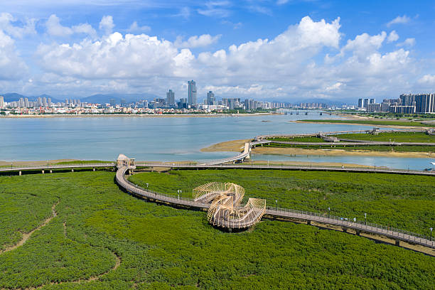 istock Mangrove forests by the city's seaside 2237627542