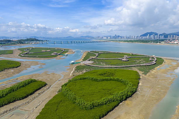 istock Mangrove forests by the city's seaside 2237627572