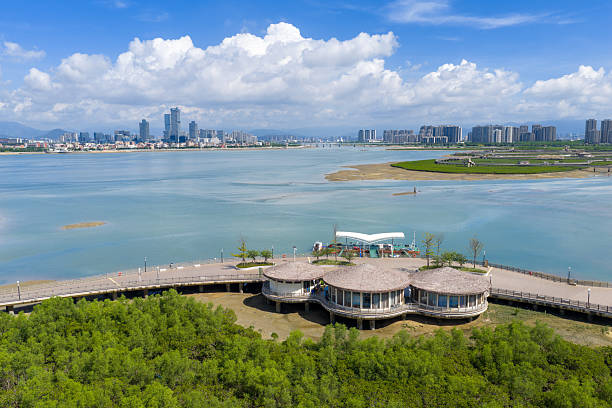 istock Mangrove forests by the city's seaside 2237627599